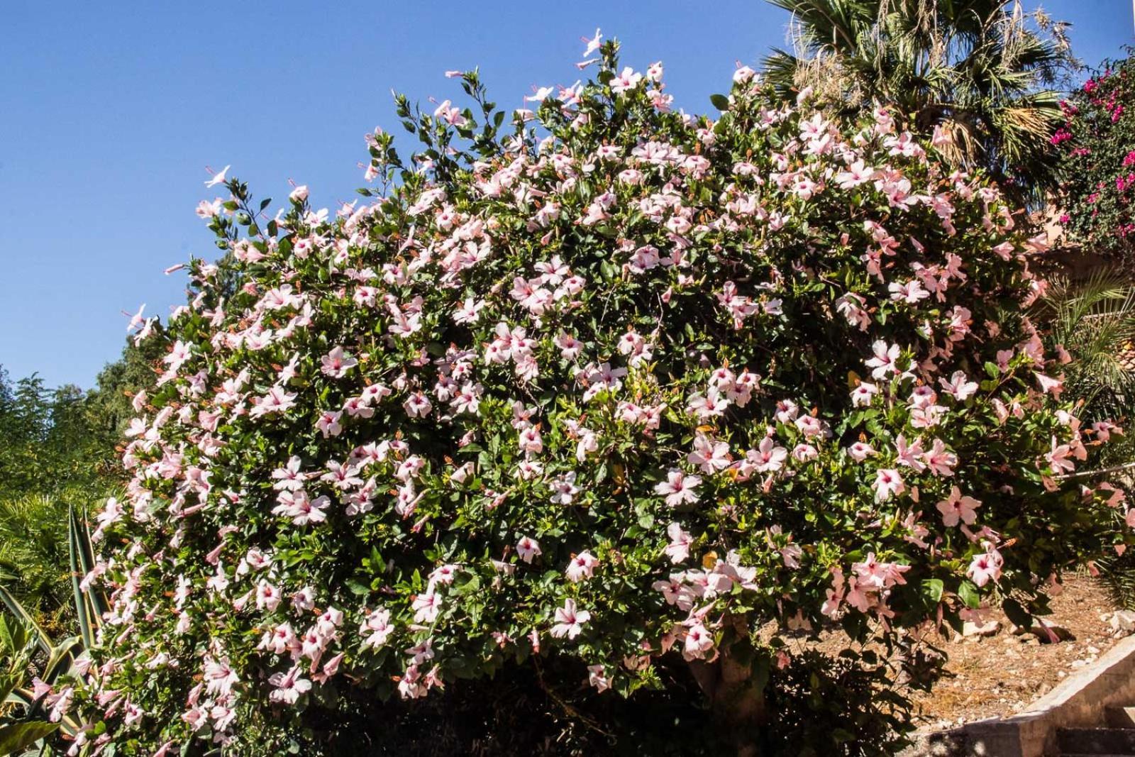 Villa Hibiscus Scopello Scopello  Luaran gambar